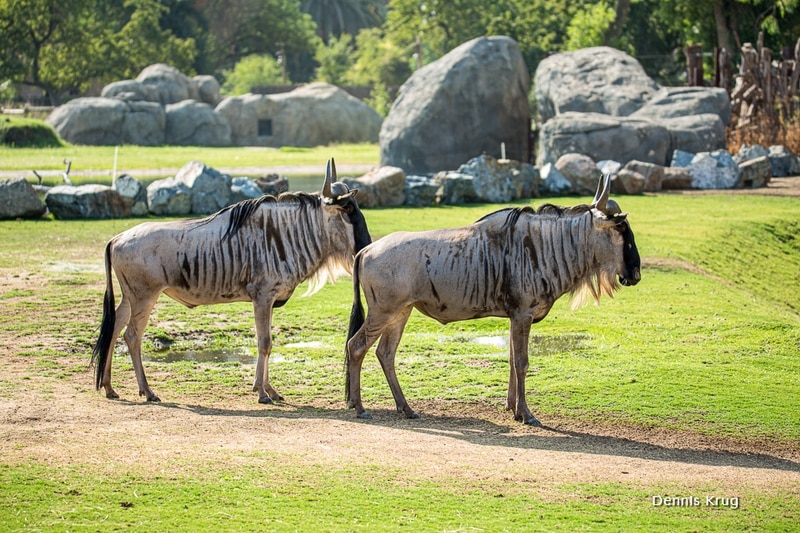 Fresno Chaffee Zoo Horn Photo